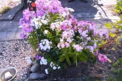 Blumen_01